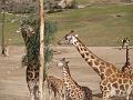 Giraffe Family-10